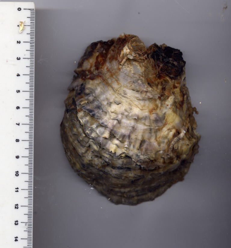 Ostrea edulis e Acanthocardia echinata